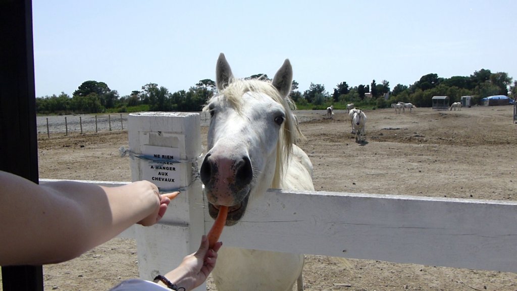 http://www.tonyco.net/pictures/Family_trip_2015/Rhone_River_delta_Camargue/photo58.jpg