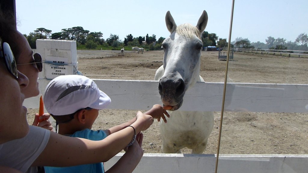 http://www.tonyco.net/pictures/Family_trip_2015/Rhone_River_delta_Camargue/photo60.jpg