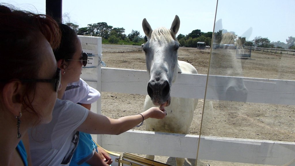 http://www.tonyco.net/pictures/Family_trip_2015/Rhone_River_delta_Camargue/photo62.jpg