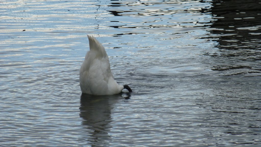 http://www.tonyco.net/pictures/Russia/Moskva/Kolomenskoe/photo24.jpg