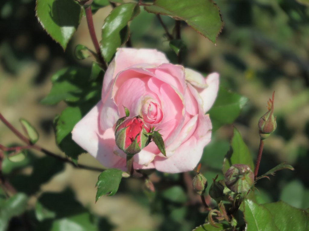 photo52.jpg