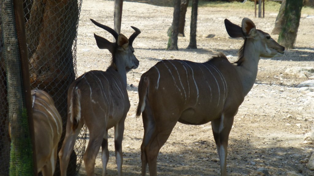 greaterkudus2.jpg