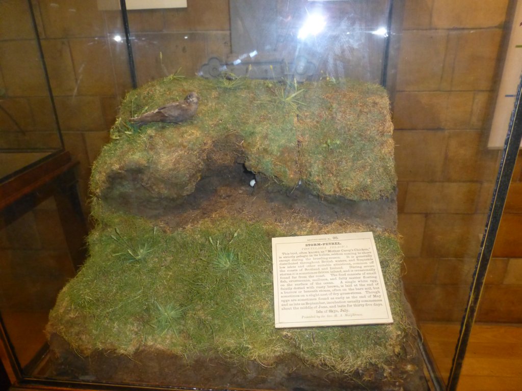 naturalhistorymuseum22.jpg
