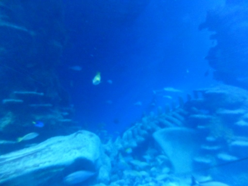 sealifelondonaquarium20.jpg