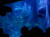 sealifelondonaquarium29_small.jpg