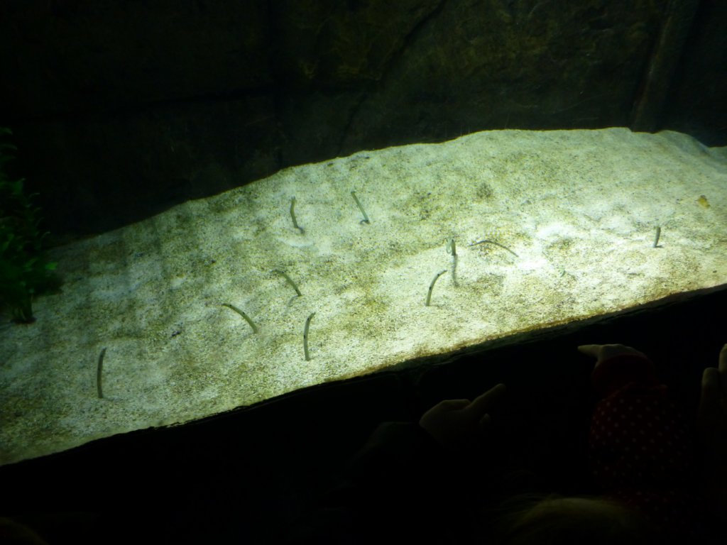 sealifelondonaquarium37.jpg