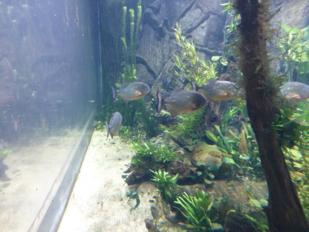 sealifelondonaquarium40.jpg