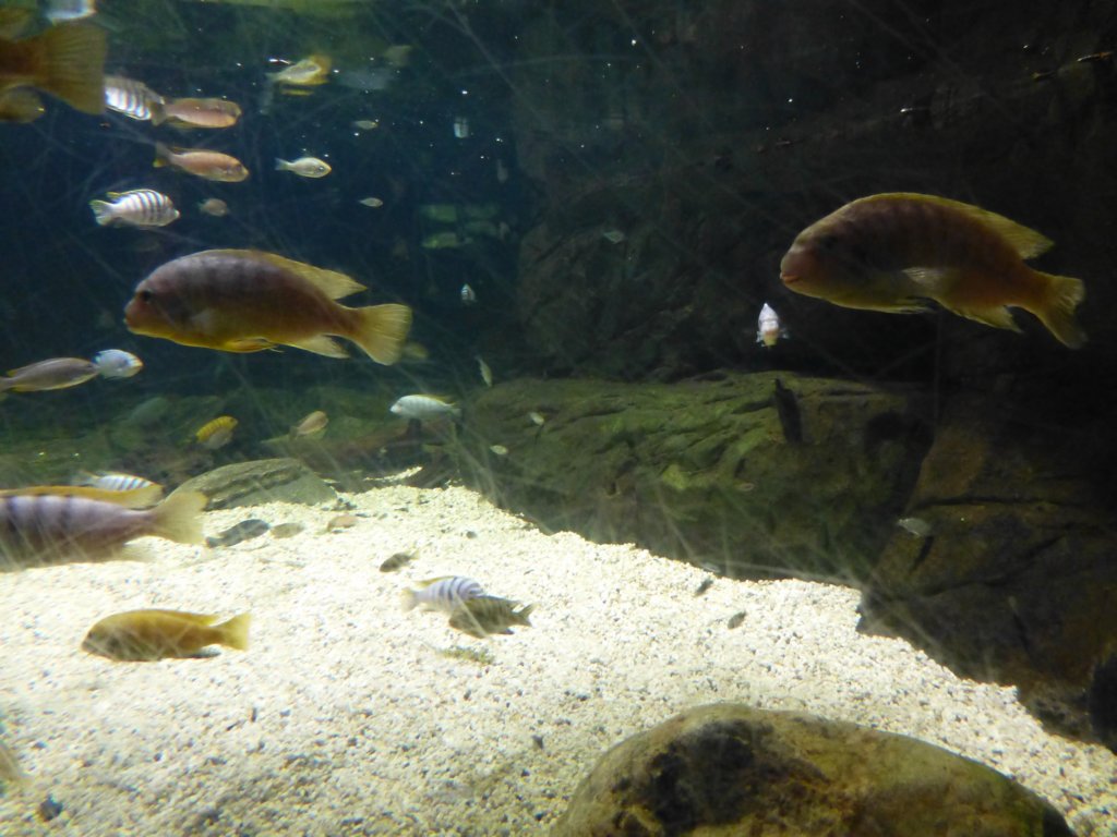 sealifelondonaquarium44.jpg