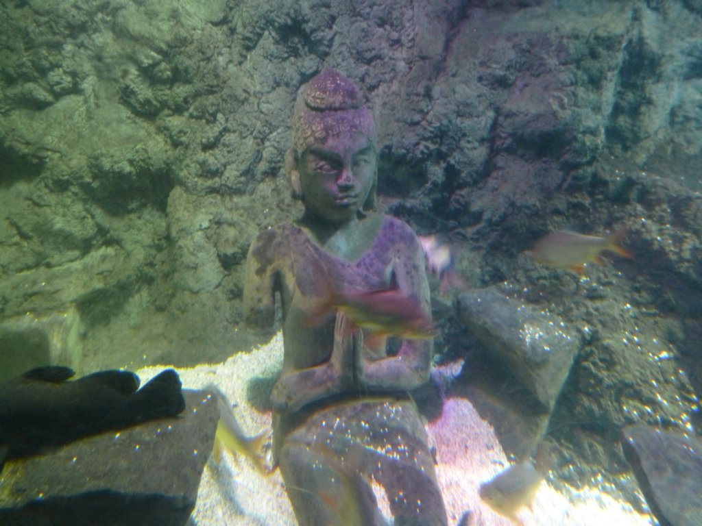 sealifelondonaquarium47.jpg