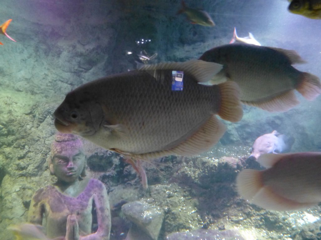 sealifelondonaquarium48.jpg