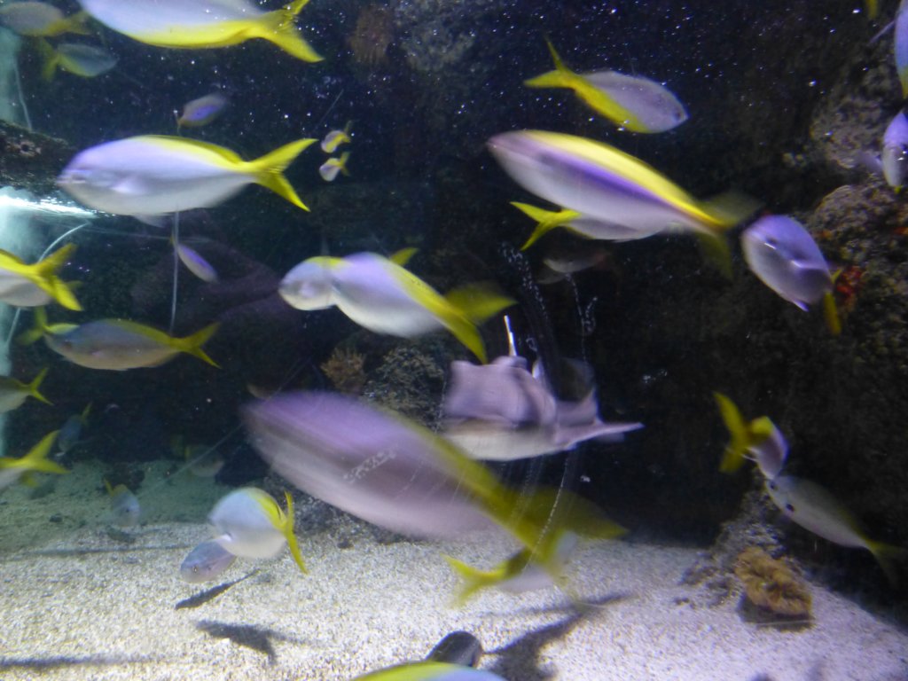 sealifelondonaquarium61.jpg