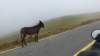 transalpina132_small.jpg