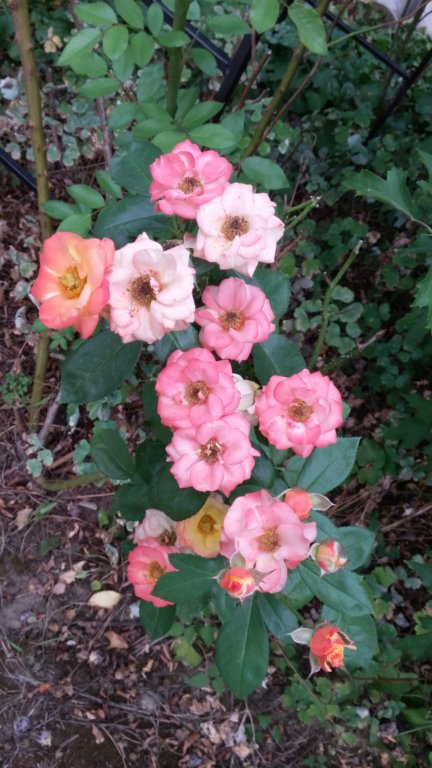 photo62.jpg