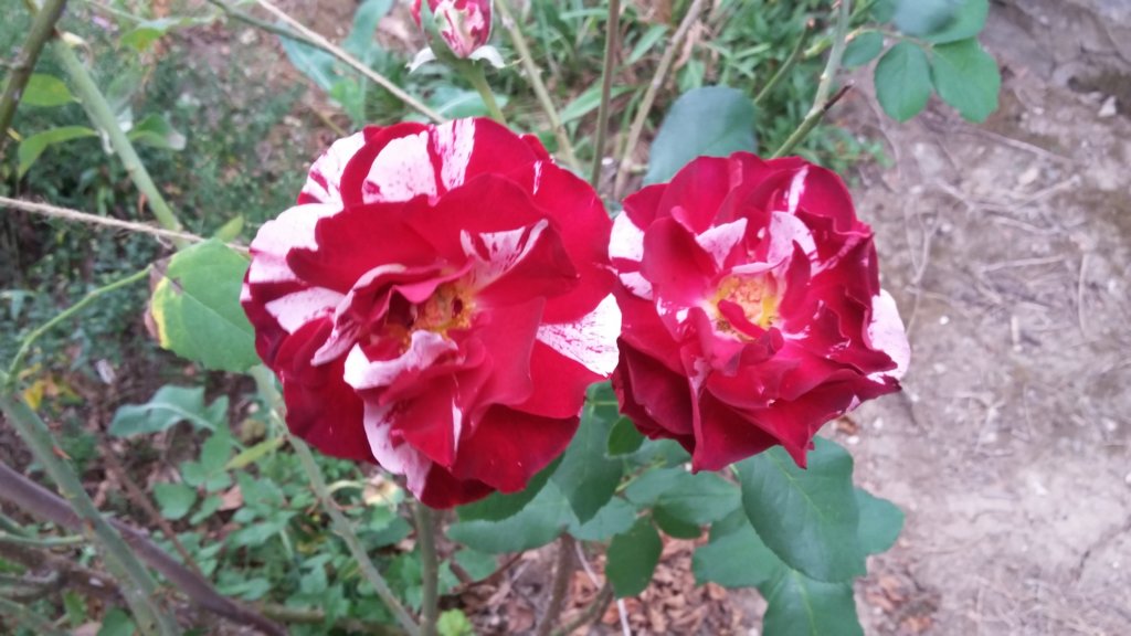 photo66.jpg