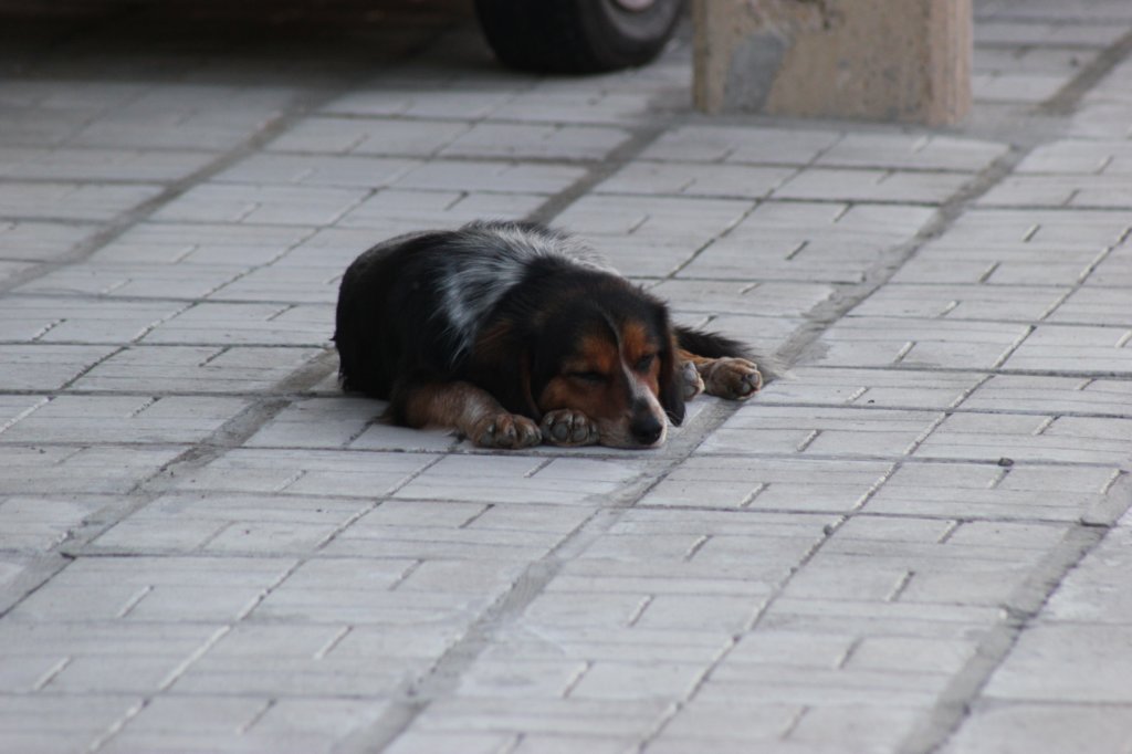 photo53.jpg